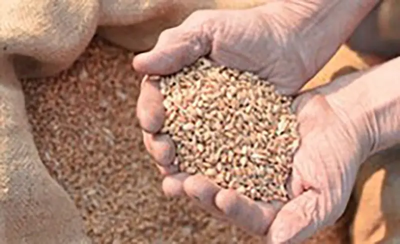 An adorable hands holding a brown rice